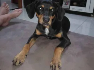 Cachorro raça srd idade 7 a 11 meses nome Jade
