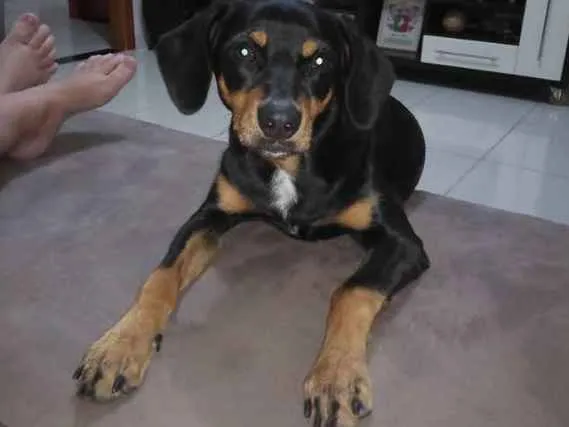 Cachorro ra a srd idade 7 a 11 meses nome Jade