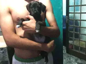 Cachorro raça SRD idade Abaixo de 2 meses nome  sem nome ainda