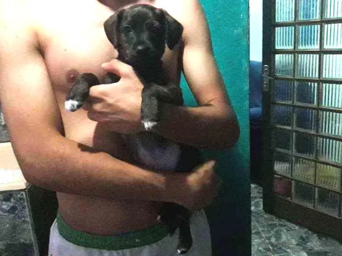 Cachorro ra a SRD idade Abaixo de 2 meses nome  sem nome ainda