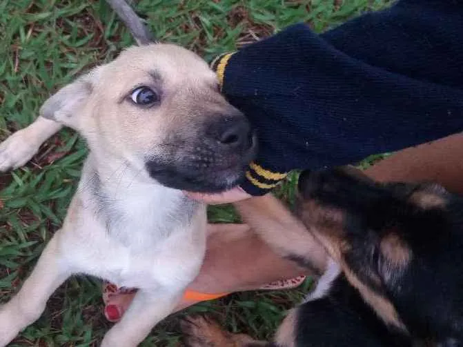 Cachorro ra a Misturinha idade Abaixo de 2 meses nome Bolinha