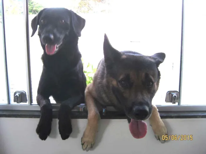 Cachorro raça Pastor Alemão e Labrador  idade 6 ou mais anos nome Hercules e Seus