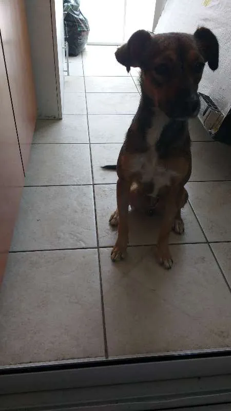 Cachorro ra a SDR idade 1 ano nome Lili