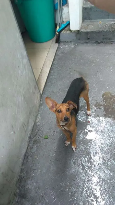 Cachorro ra a Viralata idade 7 a 11 meses nome Soldado