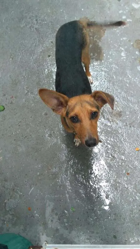 Cachorro ra a Viralata idade 7 a 11 meses nome Soldado