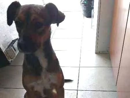 Cachorro ra a SDR idade 1 ano nome Lili