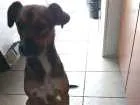 Cachorro raça SDR idade 1 ano nome Lili