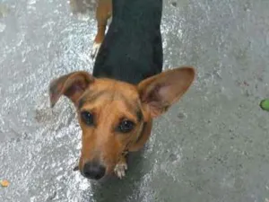 Cachorro raça Viralata idade 7 a 11 meses nome Soldado