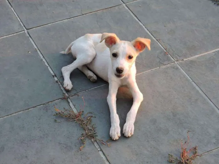Cachorro raça Vira lata idade 2 a 6 meses nome Belinha