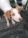 Mel
