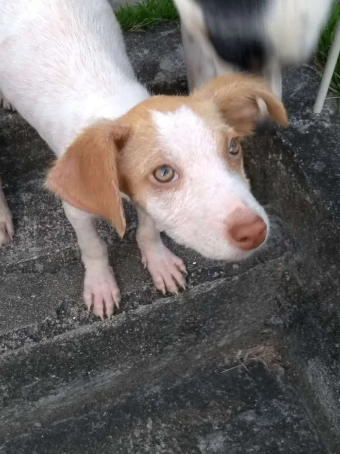Cachorro raça Vira lata idade 2 a 6 meses nome Mel