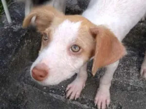 Cachorro raça Vira lata idade 2 a 6 meses nome Mel