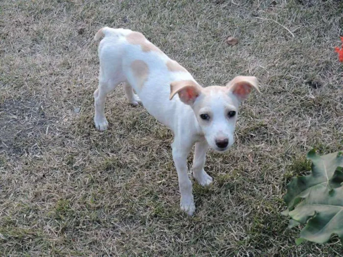 Cachorro raça Vira lata idade 2 a 6 meses nome Belinha