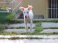 Nikita