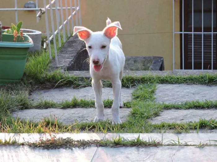 Cachorro raça Vira lata idade 2 a 6 meses nome Nikita
