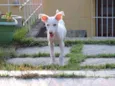 Nikita