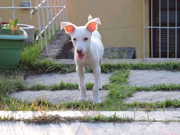 Cachorro raça Vira lata idade 2 a 6 meses nome Nikita