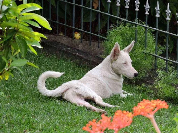 Cachorro raça Vira lata idade 1 ano nome Bebê