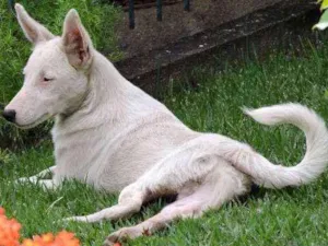 Cachorro raça Vira lata idade 1 ano nome Bebê