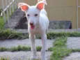 Nikita