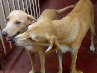 Cachorro raça Fox paulistinha idade 7 a 11 meses nome Lola e logan