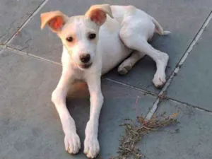 Cachorro raça Vira lata idade 2 a 6 meses nome Belinha