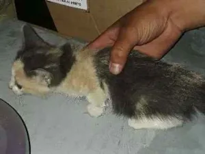 Gato raça  idade  nome Arisco 