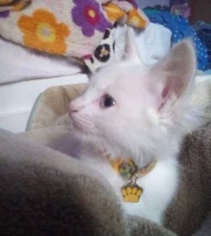 Gato ra a  idade 2 a 6 meses nome Tifany