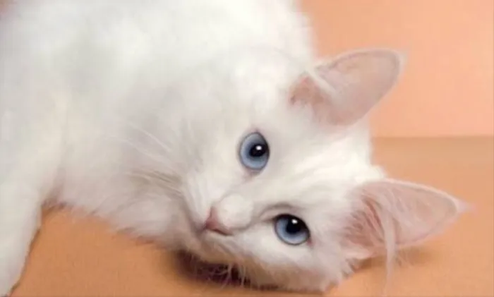 Gato ra a  idade 2 a 6 meses nome Tifany