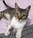 Kiko