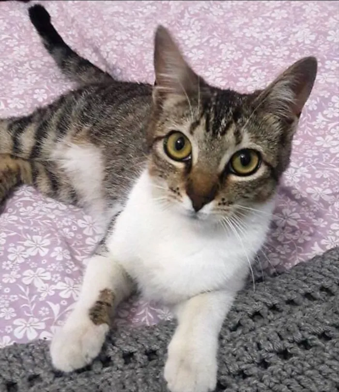 Gato ra a  idade 2 a 6 meses nome Kiko