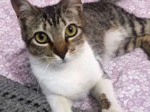 Gato raça  idade 2 a 6 meses nome Kiko