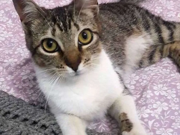 Gato ra a  idade 2 a 6 meses nome Kiko