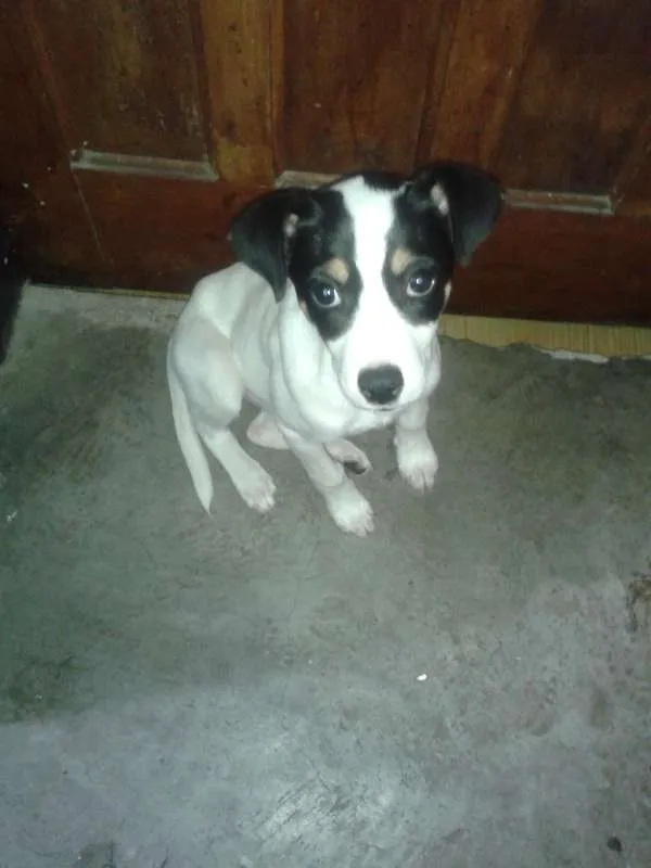 Cachorro ra a Não definida idade 2 a 6 meses nome Natasha