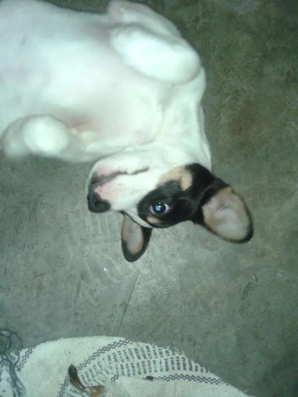 Cachorro ra a Não definida idade 2 a 6 meses nome Natasha