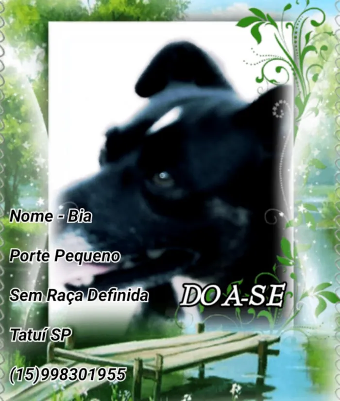 Cachorro raça Sem Raça Definida idade 6 ou mais anos nome Bia 