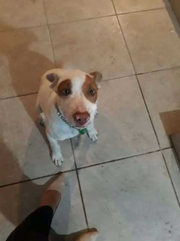 Cachorro ra a Pit-Bull idade 2 a 6 meses nome Zeus