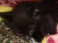 Gabriel