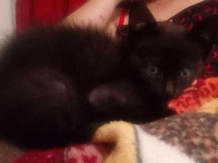 Gato ra a SRD idade 2 a 6 meses nome Gabriel
