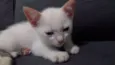 Bebê