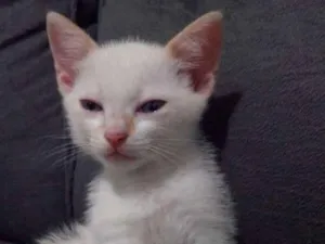 Gato raça Srd idade Abaixo de 2 meses nome Bebê