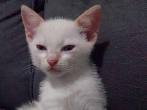 Gato ra a Srd idade Abaixo de 2 meses nome Bebê