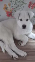 Ana