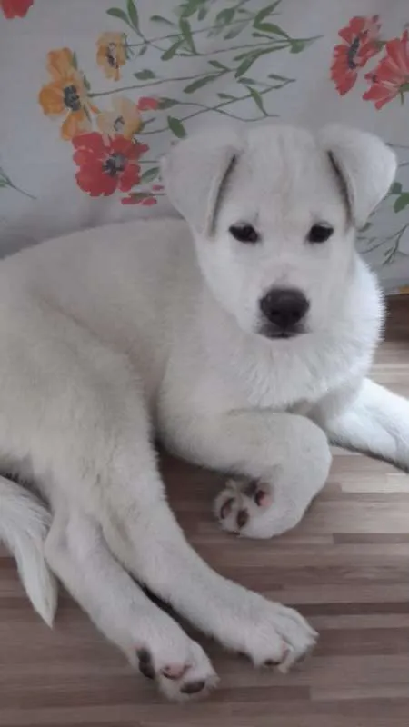 Cachorro ra a Akita idade 2 a 6 meses nome Ana
