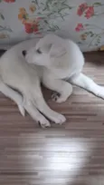 Ana