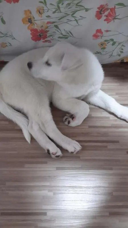 Cachorro ra a Akita idade 2 a 6 meses nome Ana