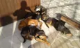 Doa varios cães 