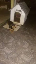 Lilica
