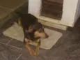 Lilica