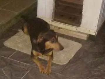 Cachorro ra a Vira lata idade 4 anos nome Lilica
